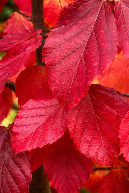 Парротія перська Ванесса осінній відтінок листя 